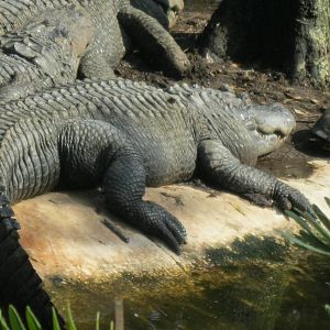 American Alligators