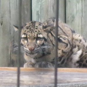 Clouded Leopard