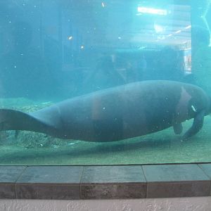 Manatee