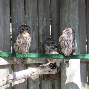 Save Our Seabirds- Barred Owls