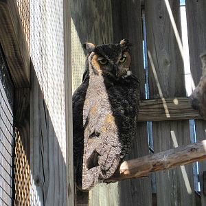 Save Our Seabirds- Great Horned Owl