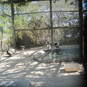 Save Our Seabirds- Brown Pelicans