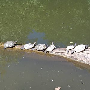 Turtles