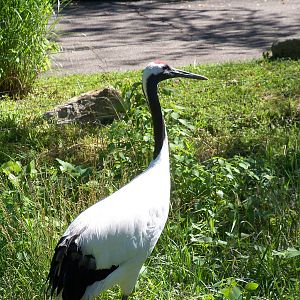Red-Crowned Crane
