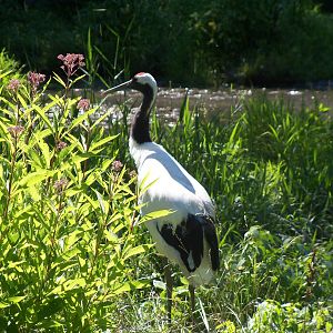 Red-Crowned Crane