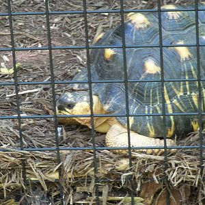 Radiated Tortoise