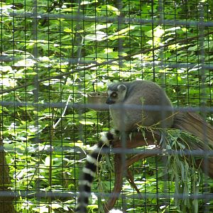 Ring-Tailed Lemur