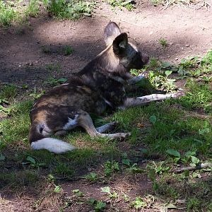 Painted Dog