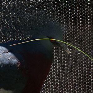 Victoria Crowned Pigeon