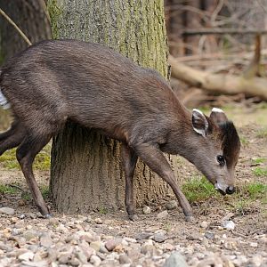 Chinese tufted-deer