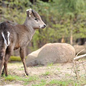 Chinese tufted-deer