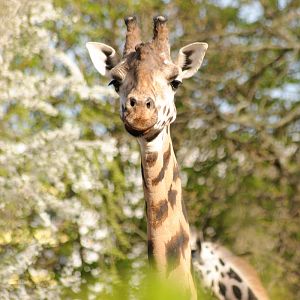 Rothschild giraffe