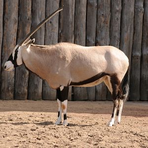 Cape oryx