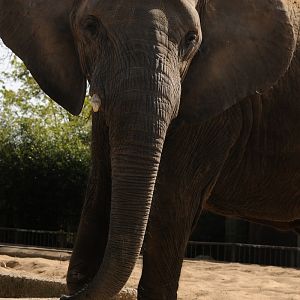 African elephant