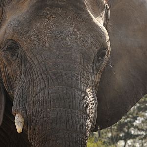 African elephant