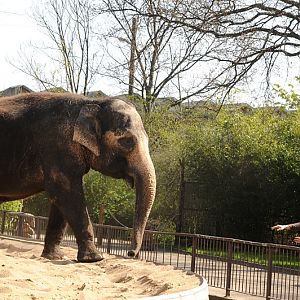 Asiatic elephant