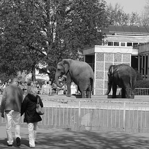Pachyderm house at Magdeburg