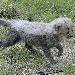 Cheetah cub