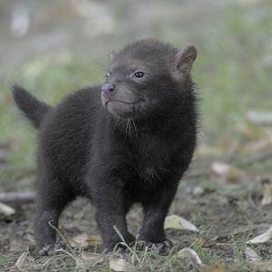 Bushdog pup in the open