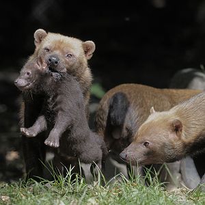 Bushdog pup management (1)