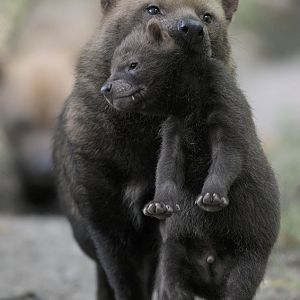 Bushdog pup management (2)
