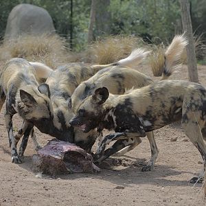 Hunting dogs feeding