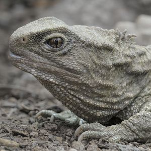 Tuatara