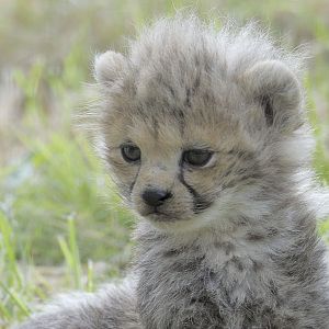 Cheetah cub