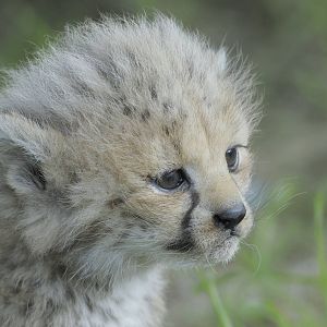 Cheetah cub