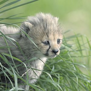 Cheetah cub in long grass