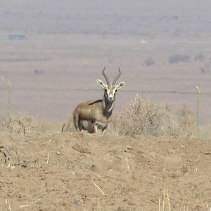 Gazella Subgutturosa (Persian Gazelle)