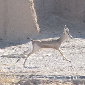 Gazella Subgutturosa (Persian Gazelle)