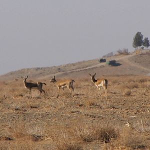 Gazella Subgutturosa (Persian Gazelle)