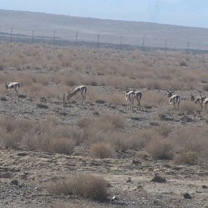 Gazella Subgutturosa (Persian Gazelle)