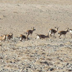Gazella Bennettii (Indian Gazelle)