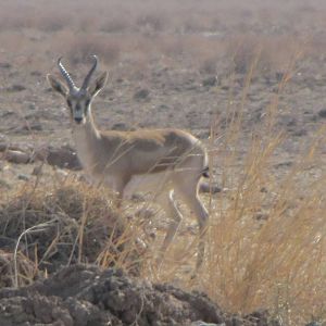Gazella Subgutturosa (Persian Gazelle)