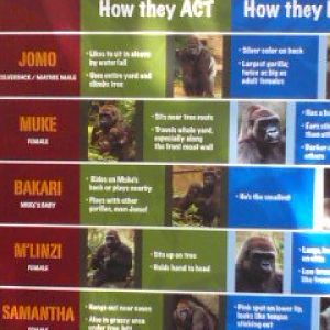 Gorilla World- Some of the Gorillas at the Zoo
