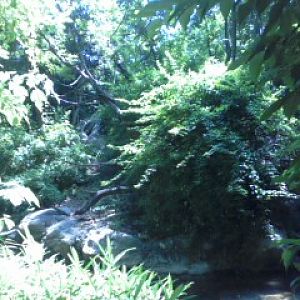 Jungle Trails- Mueller's Gibbon island