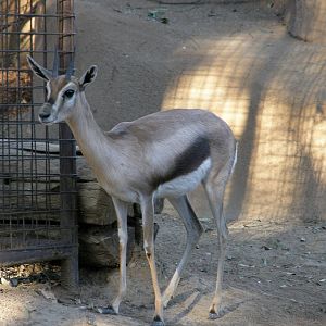 speke gazelle