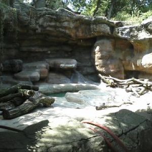 Bear Line- Spectaceled Bear exhibit
