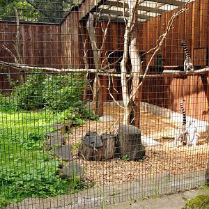 Lemur exhibit at Dessau