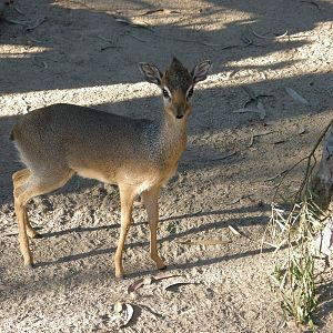 dik dik