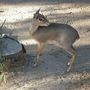 dik dik