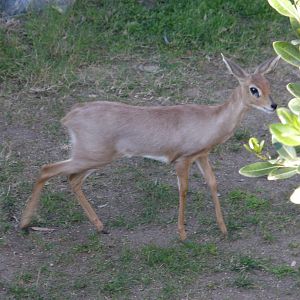 steenbok