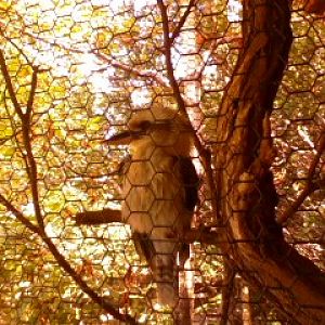 Wings of the World- Laughing Kookaburra