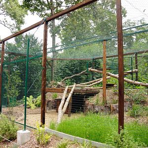 Pallas cat enclosure at Dessau