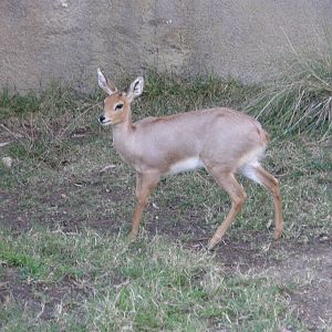 steenbok