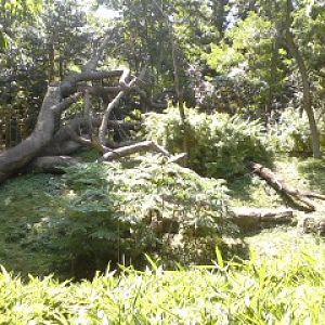 Jungle Trails- Bonobo exhibit