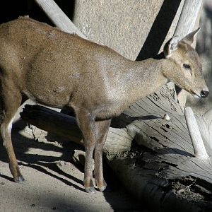 calamian deer