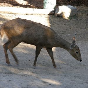 calamian deer